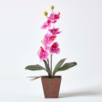 Pink White Phalaenopsis Orchid, with Rustic Brown Pot, 480 mm