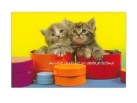 Geburtstagskarte ABC Katzenbabys 11,5x17cm, gelbe