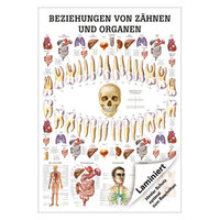Beziehungen von Zähnen und Organen Mini-Poster Anatomie 34x24 cm med. Lehrmittel, Laminiert