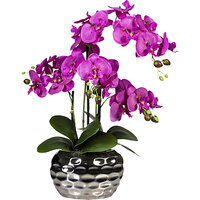 Phalaenopsis dans un vase ovale