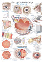 Anatomische Lehrtafel Das menschliche Auge Erlerzimmer 70 x 100 cm Kunststoff-Folie, mit Beleistung (1 Stück), Detailansicht