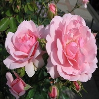 Roos Rosa Bonica 82