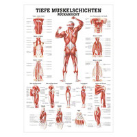 Tiefe Muskelschichten-Rücken Mini-Poster Anatomie 34x24 cm med. Lehrmittel, Nicht Laminiert