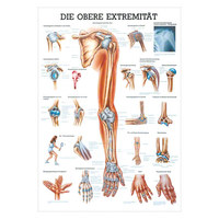 Obere Extremität Mini-Poster Anatomie 34x24 cm medizinische Lehrmittel, Nicht Laminiert