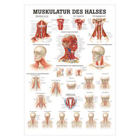 Muskulatur des Halses Mini-Poster Anatomie 34x24 cm medizinische Lehrmittel, Nicht Laminiert