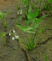 Sagittaria latifolia waterplanten