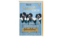 SUSY CARD Geburtstagskarte - Humor "Mischlingshunde" (40055374)