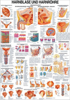 Rüdiger-Anatomie TA27 lam Plakat 70 x 100 cm
