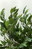 Seidenpflanze grün Ficus Benjamini Höhe 150 cm ohne Blumentopf