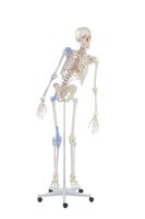 Skelett Max beweglich, mit Muskelmarkierungen und Bandapparat Erlerzimmer (1 Stück) , Detailansicht