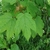 Esdoorn Acer pseudoplatanus