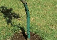 Baumschutzspirale 2er, 60 cm