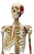 Rüdiger-Anatomie A200.3 Medizinische Trainingspuppe