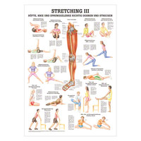 Stretching III Mini-Poster Anatomie 34x24 cm medizinische Lehrmittel, Nicht Laminiert