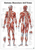 Rüdiger-Anatomie IT04 lam Plakat 70 x 100 cm