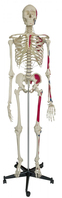 Rüdiger-Anatomie A200.1 Medizinische Trainingspuppe