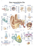 Anatomische Lehrtafel Das menschliche Ohr Erlerzimmer 70 x 100 cm Kunststoff-Folie mit Metallbeleistung (1 Stück), Detailansicht