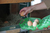 Kerbl 73145 Lebensmittelaufbewahrungsbehälter Rechteckig Box Grün