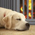 Relaxdays Absperrgitter, freistehendes Schutzgitter mit Tür, HxB: 92 x 154 cm, faltbar, mit Füßen, Kinder & Hunde, grau