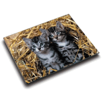 Schreibunterlage Motiv-Poster 40x53 cm Katzen im Stroh