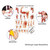 Armmuskulatur Mini-Poster Anatomie 34x24 cm medizinische Lehrmittel, Laminiert