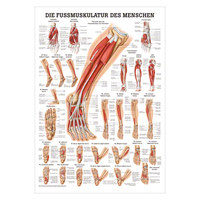 Die Fußmuskulatur Mini-Poster Anatomie 34x24 cm medizinische Lehrmittel, Nicht Laminiert