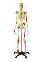 Rüdiger-Anatomie A206.3 Medizinische Trainingspuppe