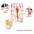 Die Beinmuskulatur Mini-Poster Anatomie 34x24 cm medizinische Lehrmittel, Laminiert