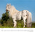 DUMONT Bildkalender 2025 205389 Pferde ML 38x35.5cm