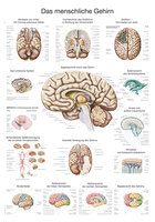 Das menschliche Gehirn (englisch) Erlerzimmer 50 x 70 cm (1 Stück), Detailansicht