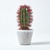 Denmoza Cactus, with Flowers in Patterned Pot, 250 mm
