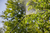 Gardena 11142-20 Opryskiwacz ogrodowy Opryskiwacz ogrodowy plecakowy 12 l