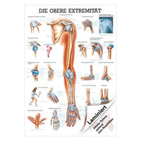 Obere Extremität Mini-Poster Anatomie 34x24 cm medizinische Lehrmittel, Laminiert