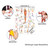 Stretching III Mini-Poster Anatomie 34x24 cm medizinische Lehrmittel, Laminiert