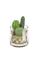Artificial Cactus Mix in Glass Vase - 20cm, Green & Red