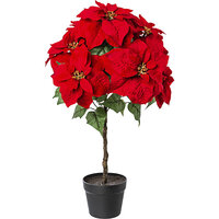 Poinsettia (Etoile de Noël) sur tige