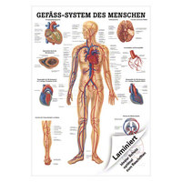 Gefäßsystem Mini-Poster Anatomie 34x24 cm medizinische Lehrmittel, Laminiert