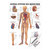 Gefäßsystem Mini-Poster Anatomie 34x24 cm medizinische Lehrmittel, Laminiert