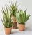 Artificial Succulent in Clay Pot - Yucca Algave Plant 50cm