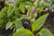 Gardena 13317-20 irrigatiedruppelaar 2 L/u Zwart Lijnmontage